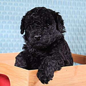 Poodle Puppy Tripp