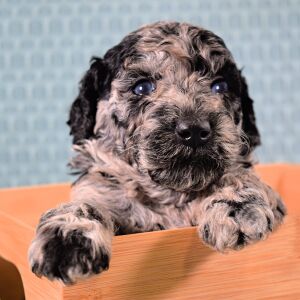 Poodle Puppy Trixy