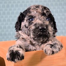 Poodle Puppy Trixy