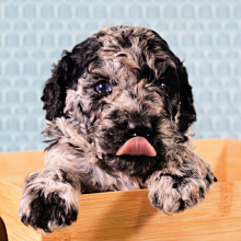 Poodle Puppy Trixy