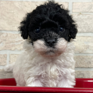 Bichonpoo Puppy Tim