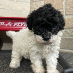 Bichonpoo Puppy Tim