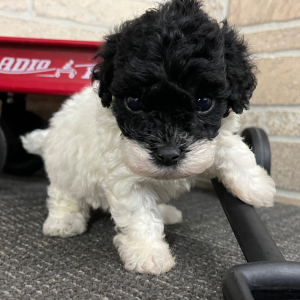 Bichonpoo Puppy Tim