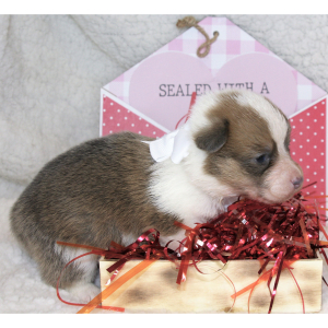 Pembroke Welsh Corgi Puppy Lola
