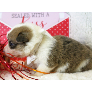 Pembroke Welsh Corgi Puppy Lola