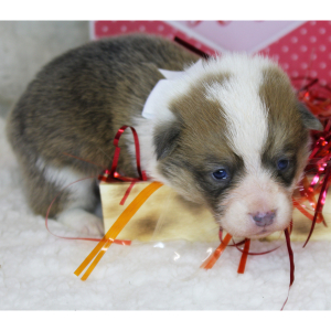 Pembroke Welsh Corgi Puppy Lola
