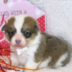 Pembroke Welsh Corgi Puppy Lola