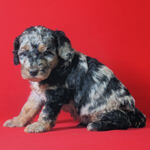 Poodle Puppy Lesley