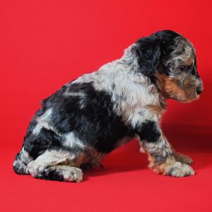 Poodle Puppy Lesley