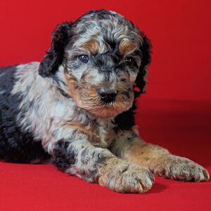 Poodle Puppy Lesley