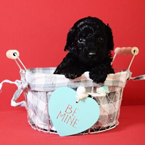 Poodle Puppy Lucy