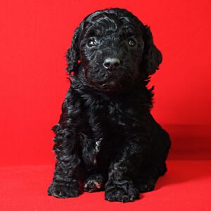 Poodle Puppy Lucy