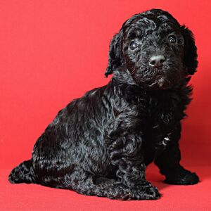 Poodle Puppy Lucy