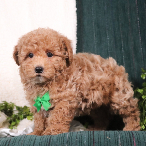 Maltipoo Puppy Denny
