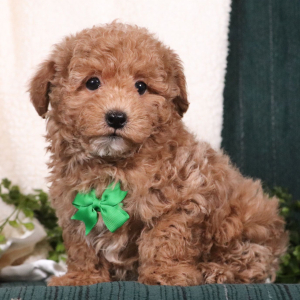 Maltipoo Puppy Denny