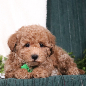 Maltipoo Puppy Denny