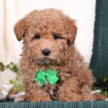 Maltipoo Puppy Denny