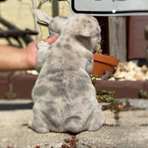 French Bulldog Puppy Bronzer