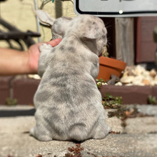 French Bulldog Puppy Bronzer