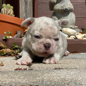 French Bulldog Puppy Bronzer