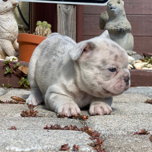 French Bulldog Puppy Bronzer