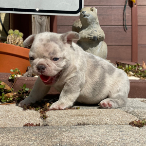French Bulldog Puppy Bronzer