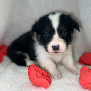 Pembroke Welsh Corgi Puppy Abe