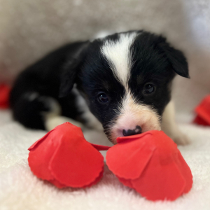 Pembroke Welsh Corgi Puppy Abe