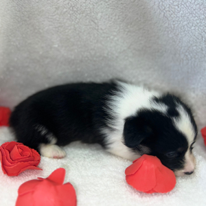 Pembroke Welsh Corgi Puppy Abe