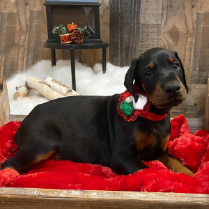 Doberman Pinscher Puppy Beau