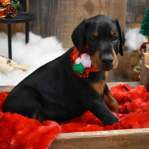 Doberman Pinscher Puppy Beau