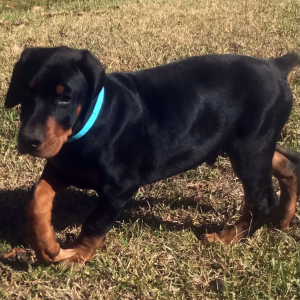Doberman Pinscher Puppy Beau