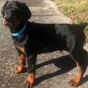Doberman Pinscher Puppy Beau