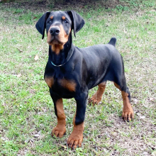 Doberman Pinscher Puppy Beau
