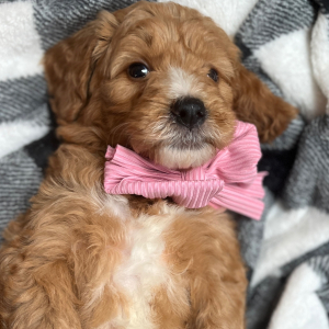 Goldendoodle Puppy Zoey