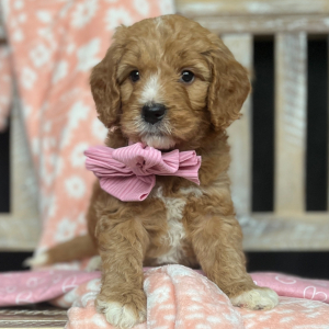 Goldendoodle Puppy Zoey