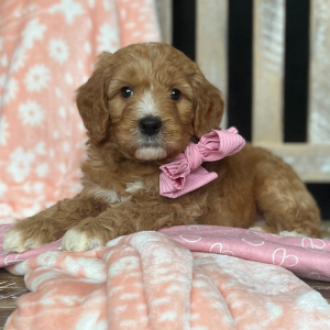 Goldendoodle Puppy Zoey