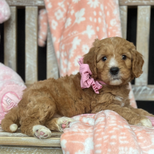 Goldendoodle Puppy Zoey