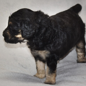 Goldendoodle Puppy Trinity