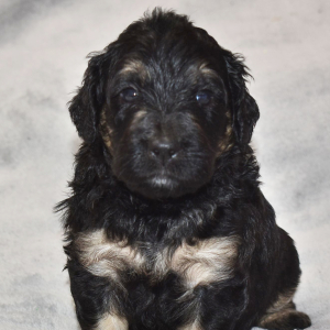 Goldendoodle Puppy Trinity