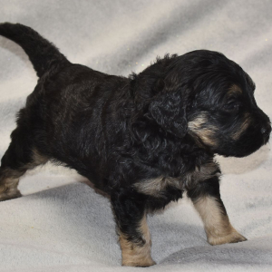 Goldendoodle Puppy Trinity
