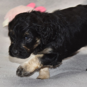 Goldendoodle Puppy Trinity