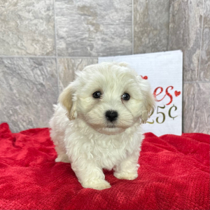 Havanese Puppy Kamper