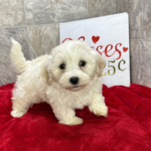 Havanese Puppy Kamper
