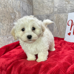 Havanese Puppy Kamper