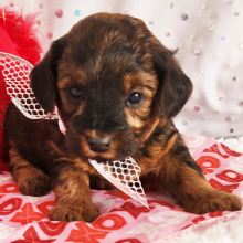 Yorkiepoo Puppy Coco