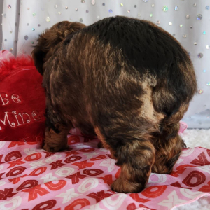Yorkiepoo Puppy Coco