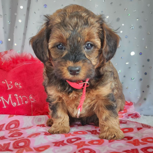 Yorkiepoo Puppy Coco