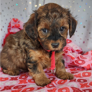 Yorkiepoo Puppy Coco