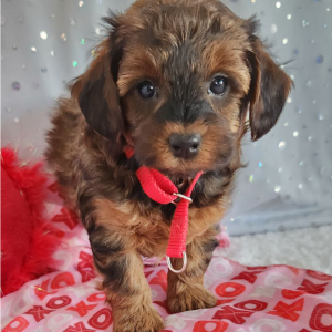 Yorkiepoo Puppy Coco